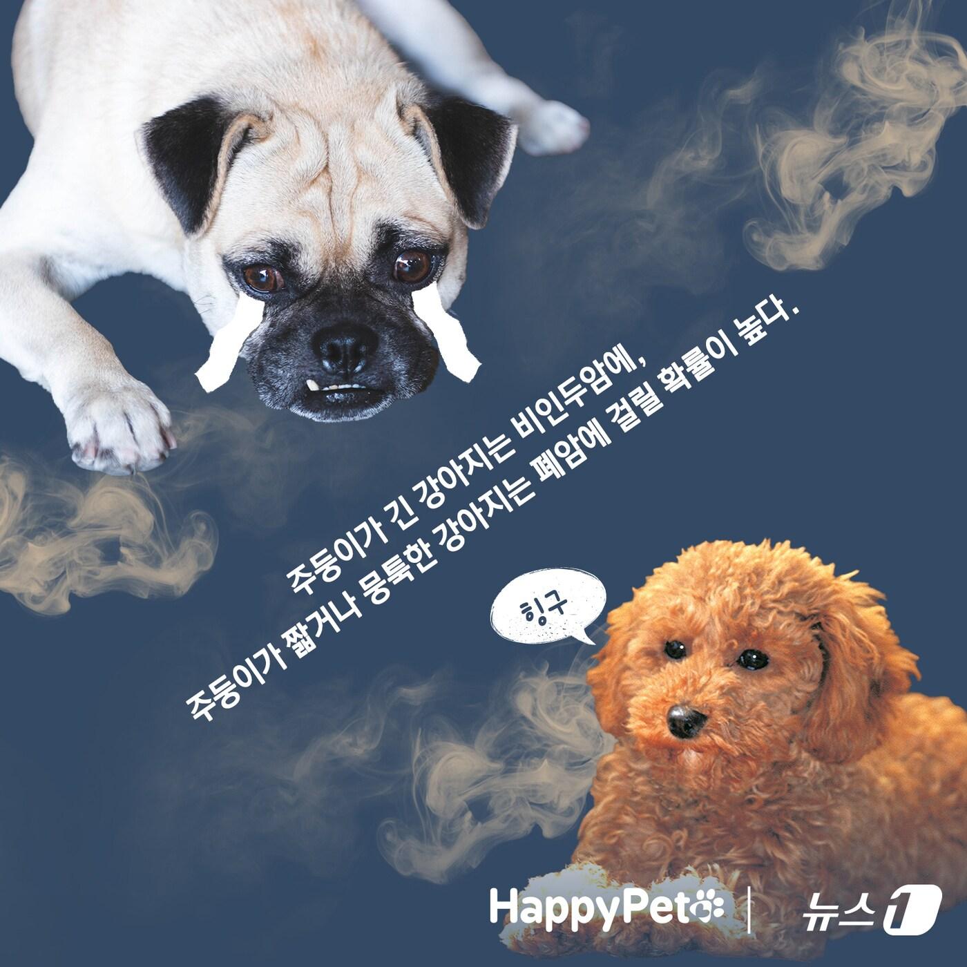 반려동물에게도 위험한 간접흡연 펫카드 ⓒ 뉴스1