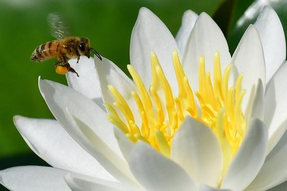 제놀루션, 꿀벌 유전자 치료제 품목허가…"세계 최초"