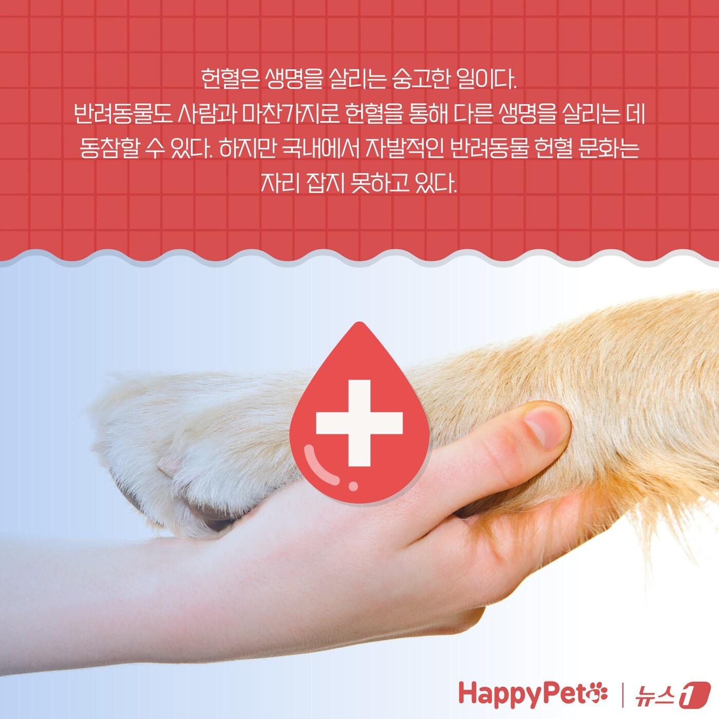 &#39;복지와 건강 모두 챙기개&#39;…반려동물 헌혈에 동참하세요 ⓒ News1 양혜림 디자이너
