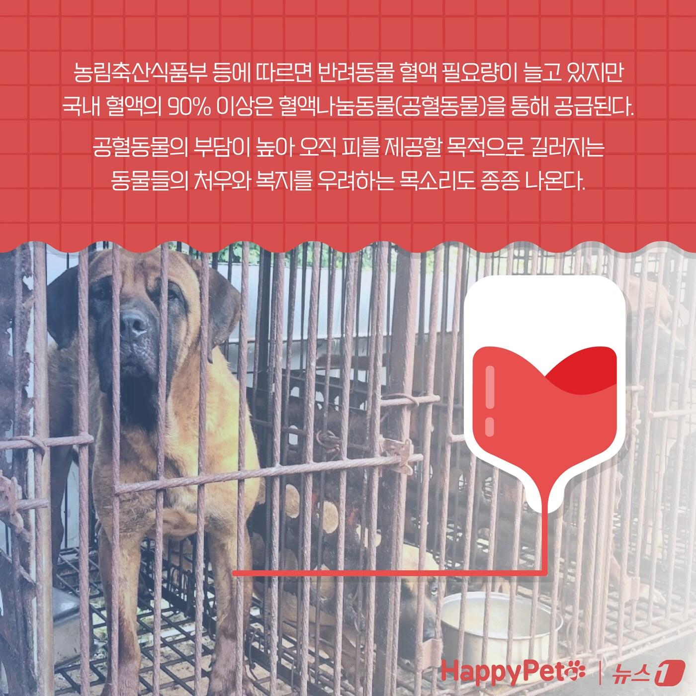 &#39;복지와 건강 모두 챙기개&#39;…반려동물 헌혈에 동참하세요 ⓒ News1 양혜림 디자이너