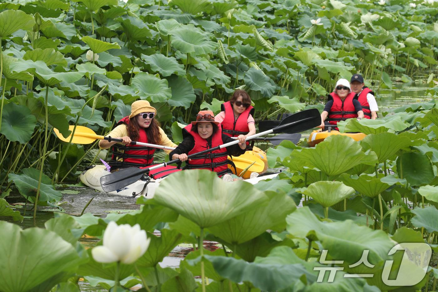 (부여=뉴스1) 김기태 기자 = 3일 충남 부여 서동공원(궁남지)에서 진행되는 부여서동연꽃축제에서 관광객들이 카누 체험을 즐기고 있다. 부여서동연꽃축제 축제는 오는 5일부터 7일까 …
