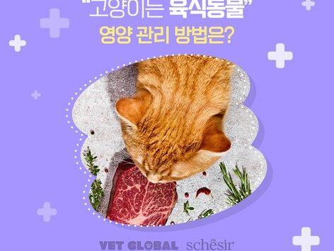 캣닢 먹는 고양이, 채식해도 된다?…"육식동물입니다"[펫카드]